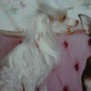 Meet your Posher, Debra closet.  Lovers Lane corse